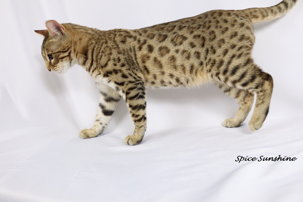 chat bengal brown 